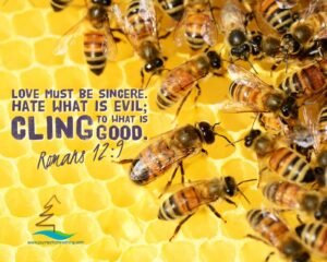 Bees working together on honeycomb, overlay with bible verse Romans 12:9