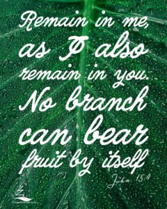 John 15:4 on a wet green leaf
